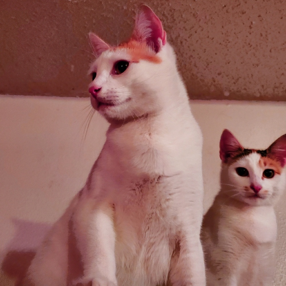 Meet your Posher, Felix